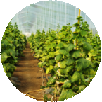 種植環(huán)節(jié)